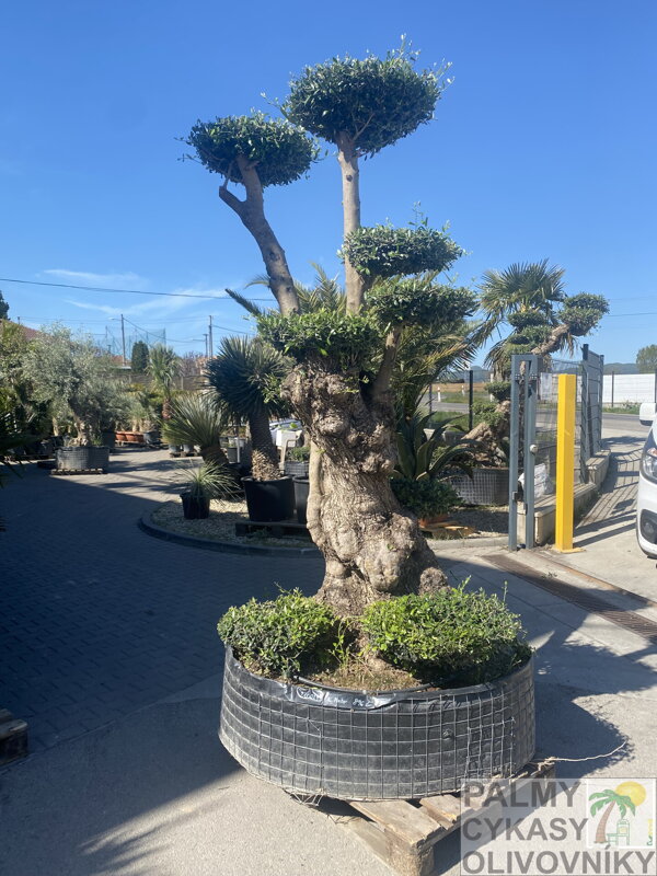 Olivovník európsky pata