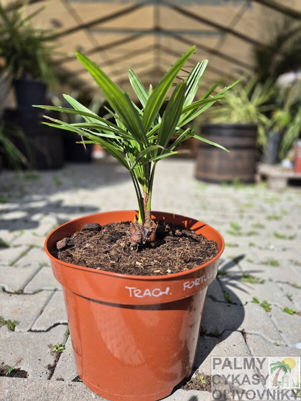 Trachycarpus Fortunei semenáč kmeň do 5cm Trachycarpus Fortunei semenáč kmeň do 5cm