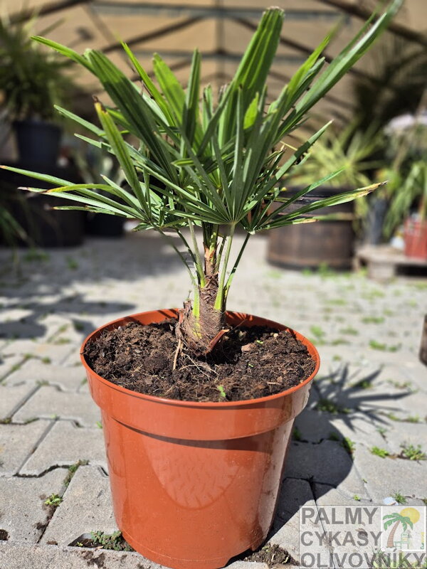 Trachycarpus Fortunei semenáč kmeň do 10cm Trachycarpus Fortunei semenáč kmeň do 10cm