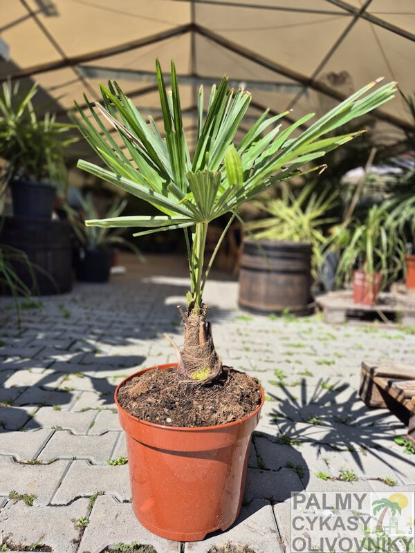 Trachycarpus Fortunei semenáč kmeň do 20cm Trachycarpus Fortunei semenáč kmeň do 20cm