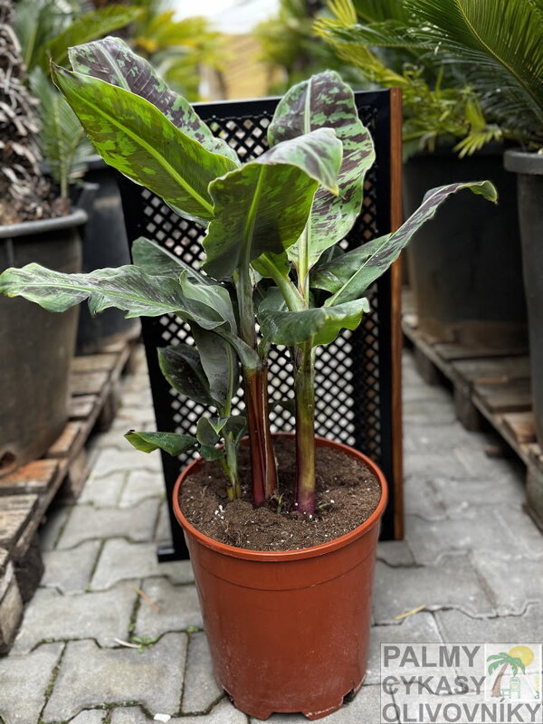 Banánovník Musa Amarilla Acuminata