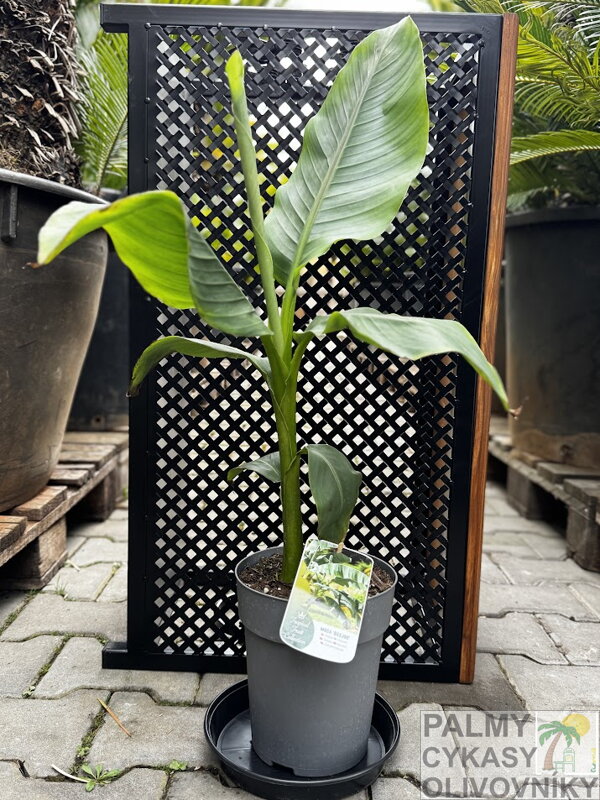 Banánovník Musa Basjoo 