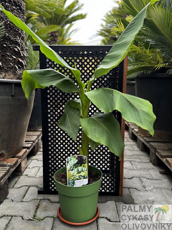 Banánovník Musa Basjoo 