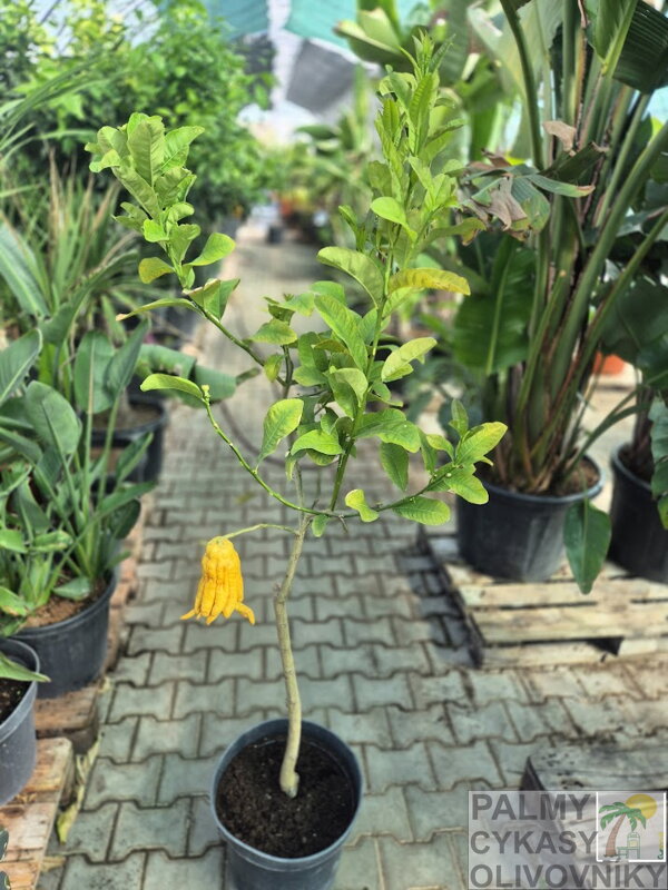 Citrus limon - citrónovník "Budhová ruka" 20L, výška  140-170cm