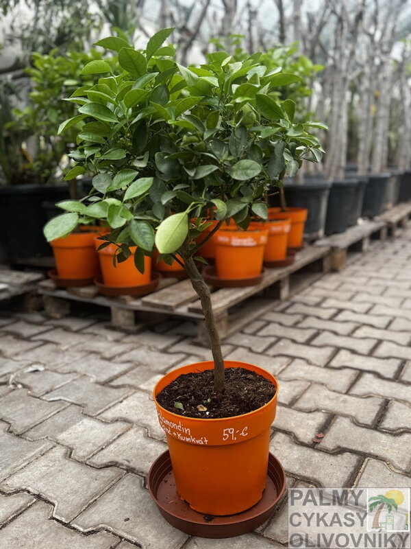 Citrus Mitis Calamondin Mandarínka x Kumqát