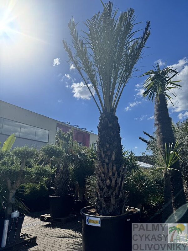 Phoenix Dactylifera 125/150cm Phoenix Dactylifera 125/150cm