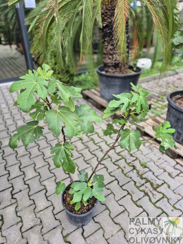 Ficus carica figovník 