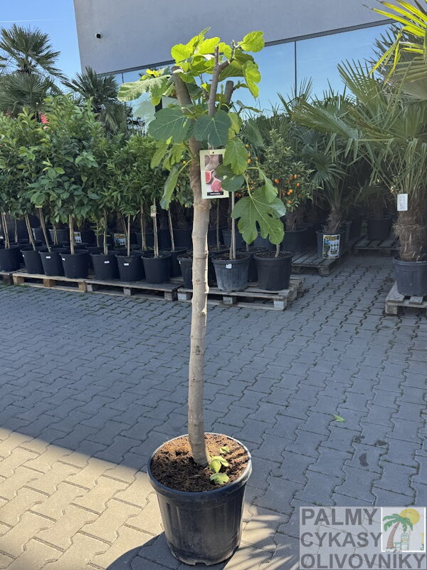 Ficus Carica Napolitaine Negra 150-170cm, Kmeň 14-16cm