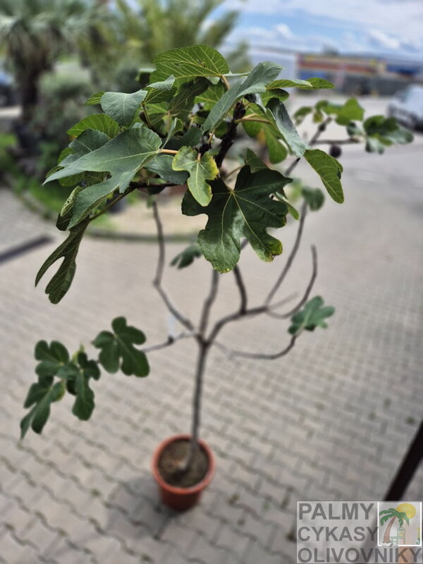 Ficus carica figovník 25L Ficus carica figovník 25L