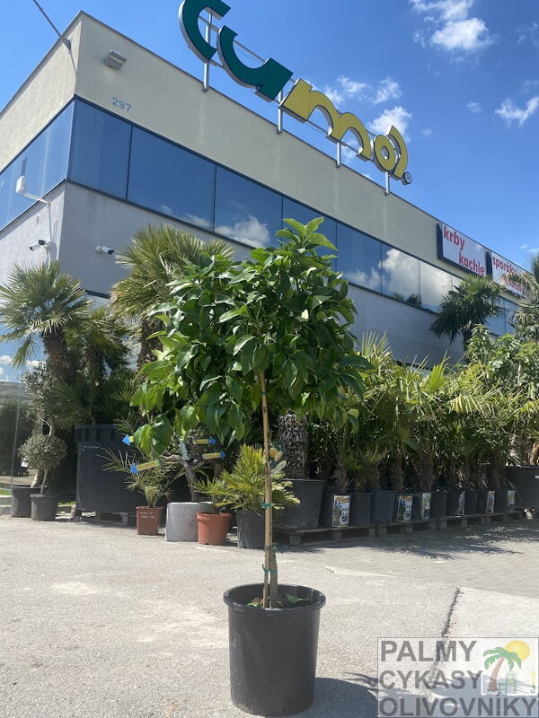 Citrus paradisi - grep 