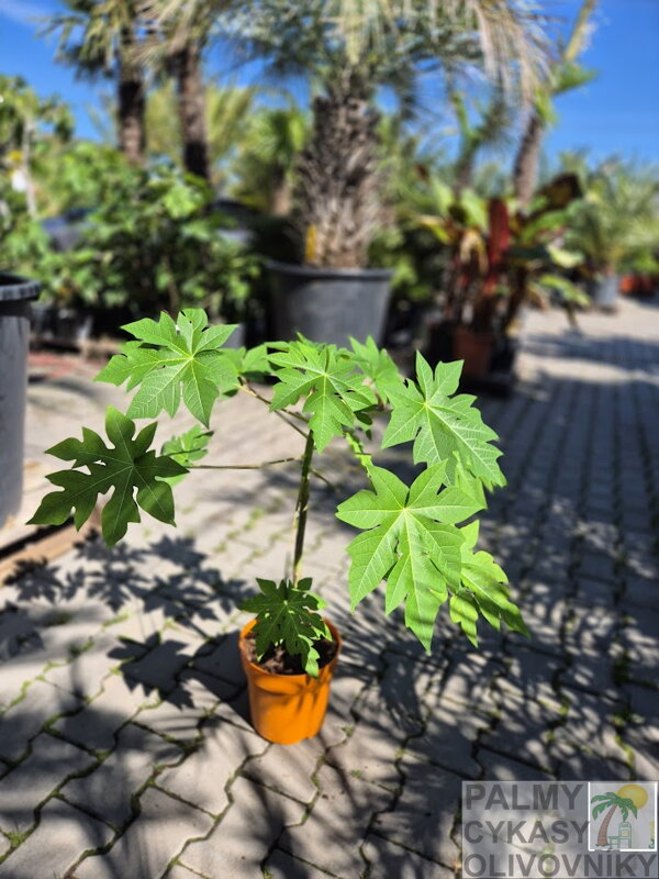 Carica Papaya 50-80cm Carica Papaya 50-80cm