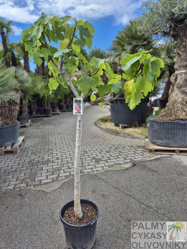 Ficus carica napolitaine figovník Ficus carica napolitaine figovník