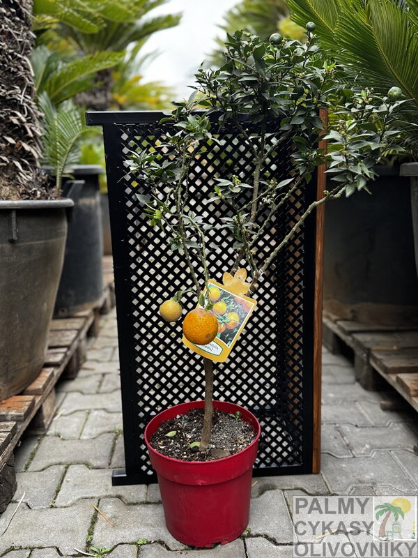 Citrus Myrtifolia pomaranč (Chinotto)