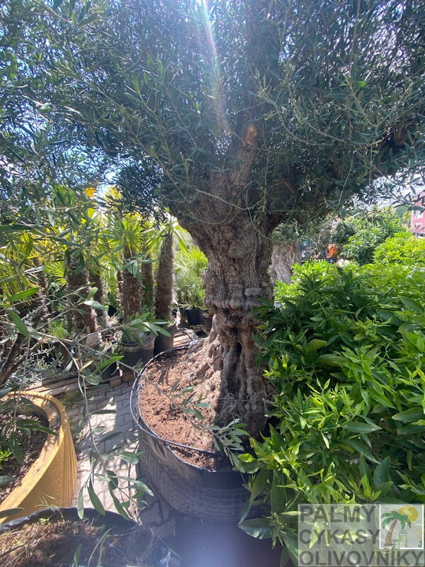 Olivovník európsky Bonsai Maxi perimeter 220/240cm Olivovník európsky Bonsai Maxi perimeter 220/240cm