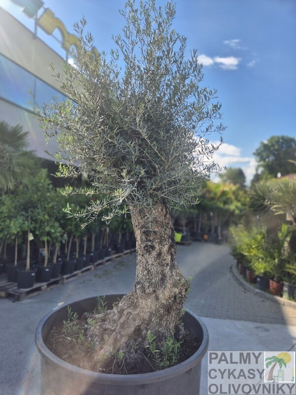 Olivovník európsky Olivo Bonsai výška 200-250cm 