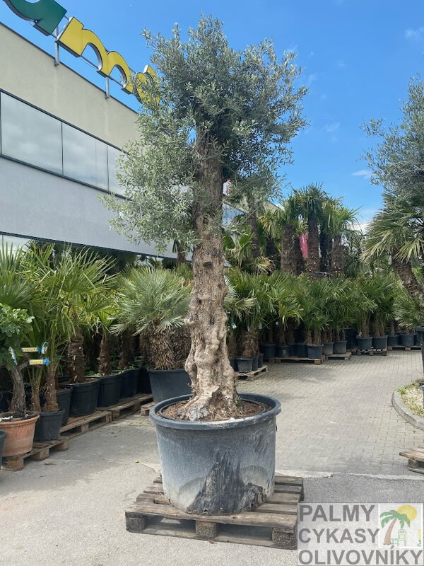 Olivovník európsky Bonsai perimeter 80-90cm Olivovník európsky Bonsai perimeter 80-90cm