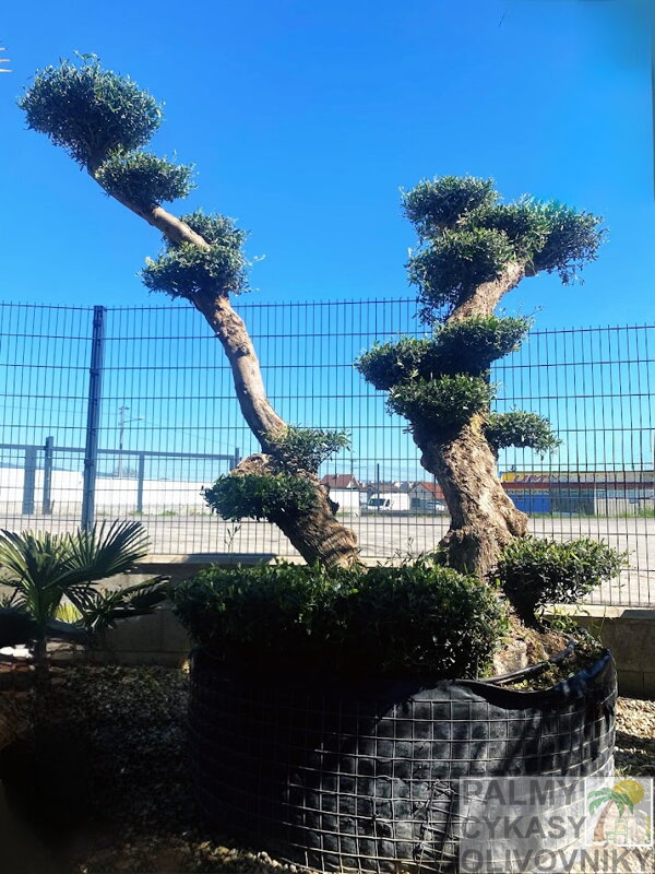Olivovník európsky Plato