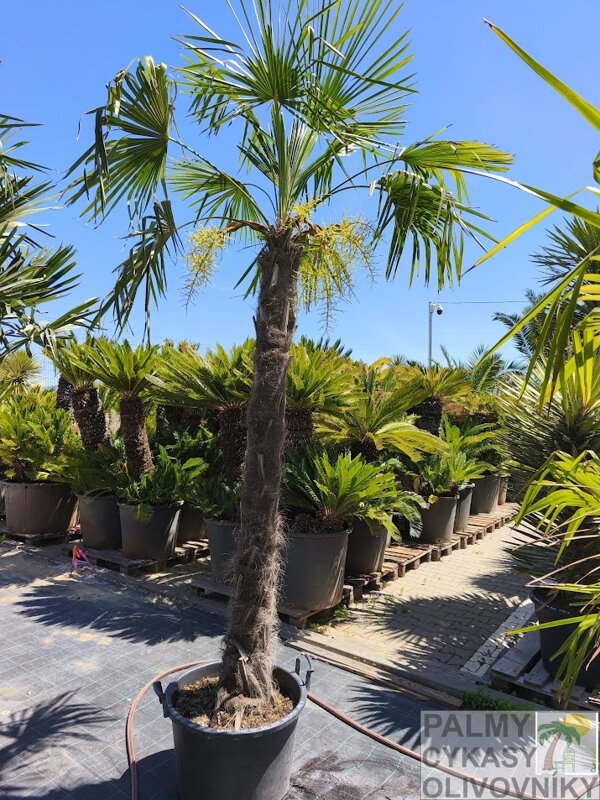 Trachycarpus Fortunei výška 290-310 cm kmeň 200 cm 