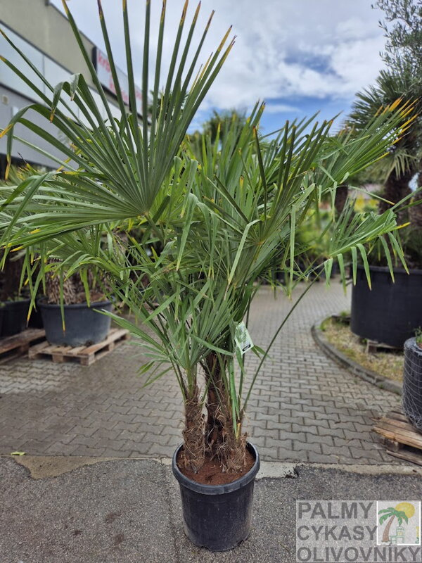 Trachycarpus Fortunei Multikmeň výška 150-170cm
