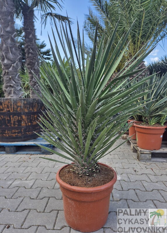 Yucca Filifera 100-125cm