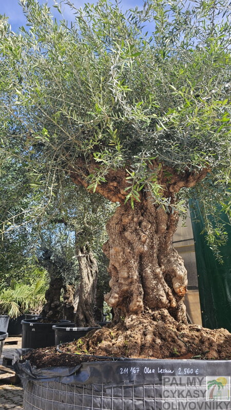 Olivovník európsky Bonsai Lechin