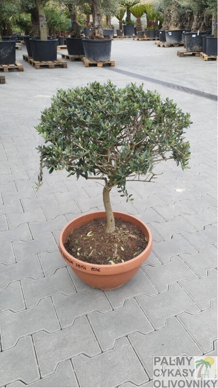 Olivovník európsky Prebonsai 60-80cm Olivovník európsky Prebonsai 60-80cm