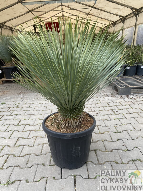 Yucca rostrata výška 100-120cm