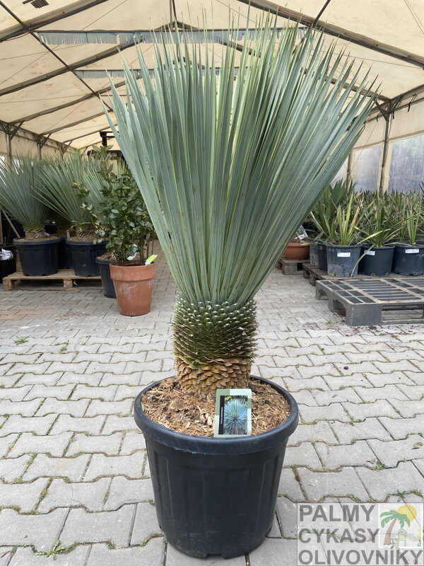 Yucca rostrata výška 120-140cm