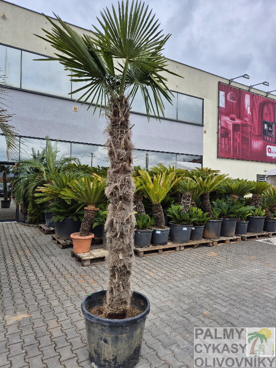 Trachycarpus Fortunei kmeň 200-220cm