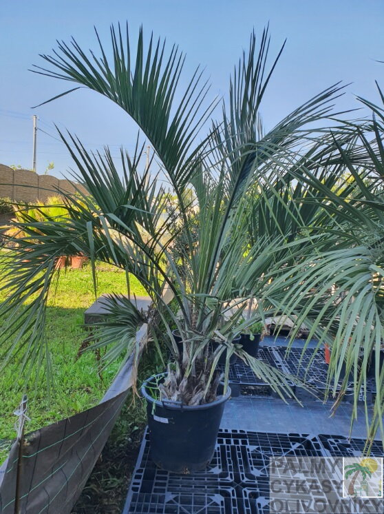 Butia Capitata výška kmeňa 40-50cm