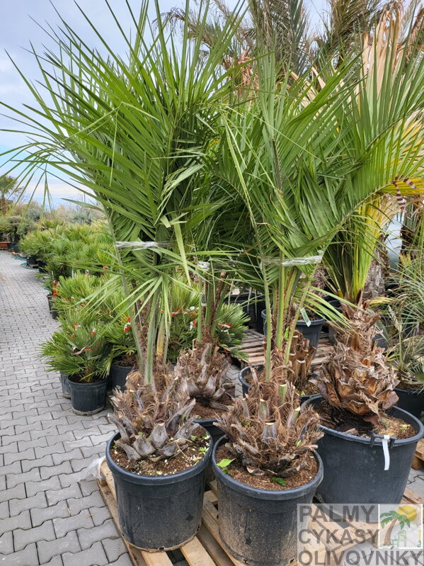 Butia Capitata výška rastliny 180-250cm, kmeň 30-40cm