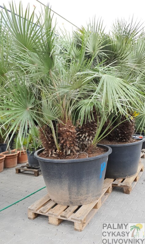 Chamaerops Humilis exemplare 200-250cm 500 lt.