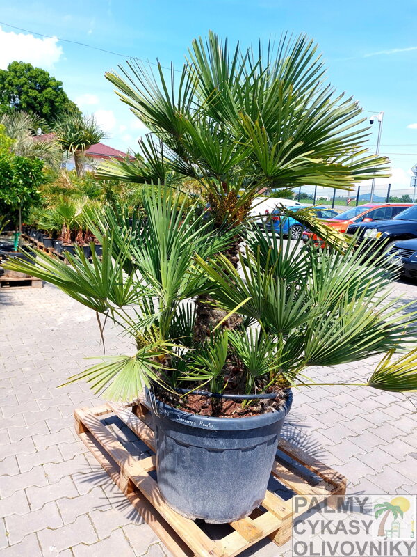 Chamaerops Humilis 160-200cm kmeň 50-70cm 