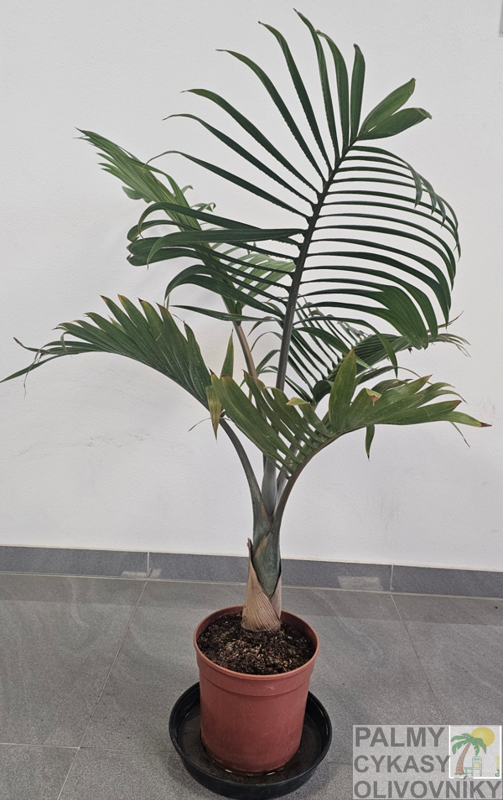 Hyophorbe Lagenicaulis - výška 110cm