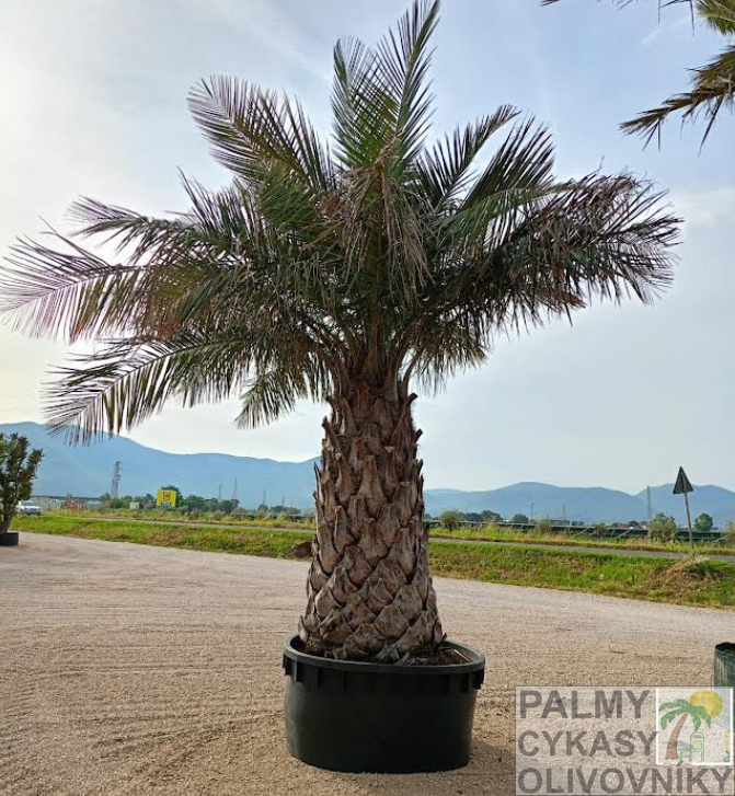 Jubaea Chilensis výška 550 cm, extra kmeň 200/220 cm