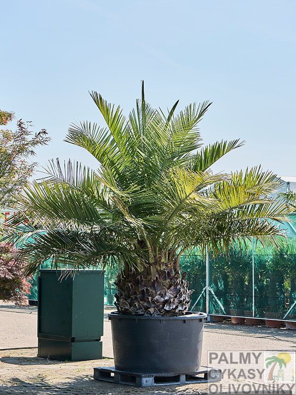 Jubaea Chilensis výška 350 cm, extra kmeň 80/100 cm