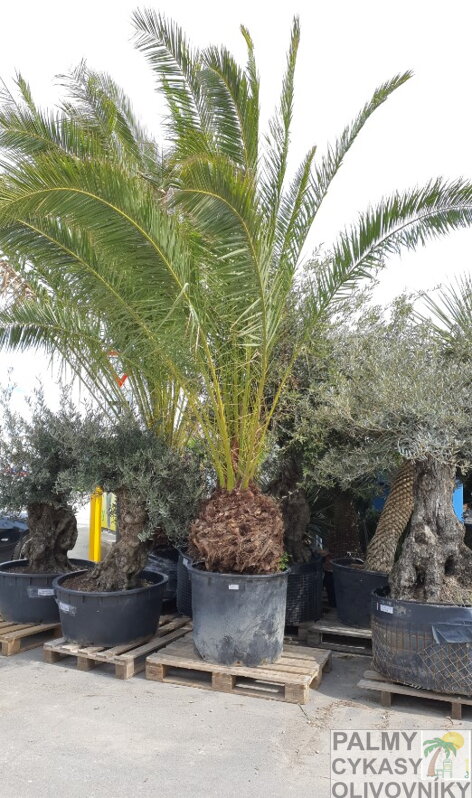 Phoenix Canariensis 400+cm  kmeň 60-80cm