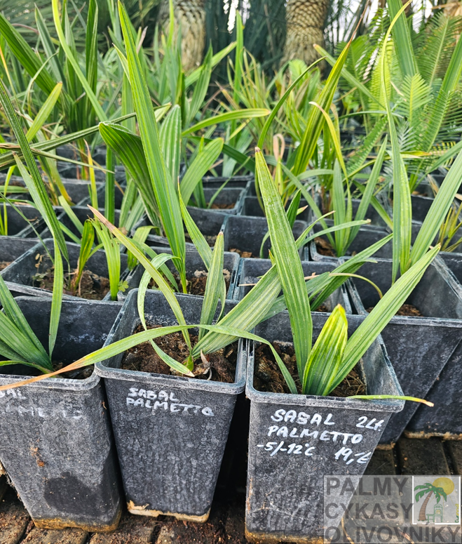 Sabal Palmetto semenáč 2Lt.