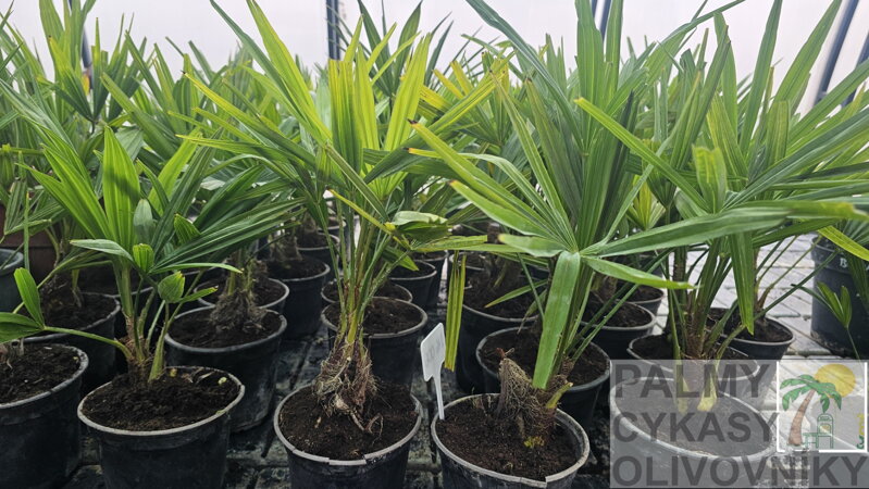 Trachycarpus Bulgaria (Plovdiv) semenáč 2Lt.