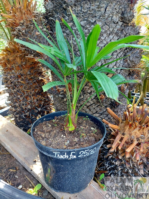 Trachycarpus Fortunei kmeň 5-10cm,  40-50cm výška