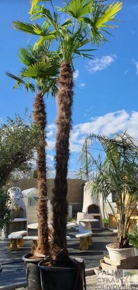 Trachycarpus fortunei kmeň 290-350cm, 450cm a viac výška