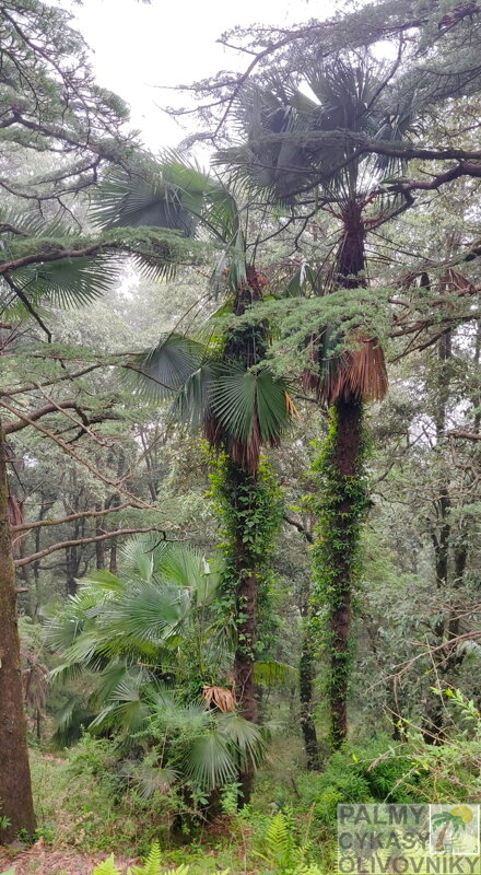 Trachycarpus Takil - 10ks semien