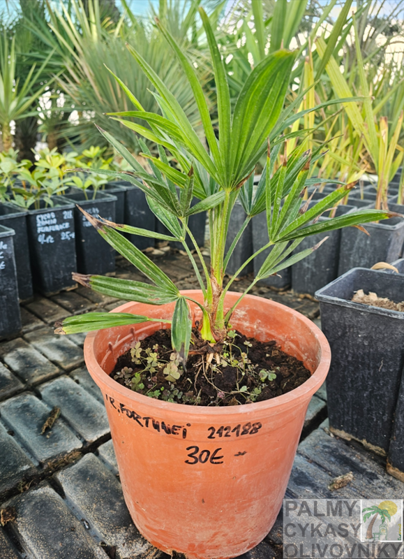 Trachycarpus Fortunei semenáč 5Lt.