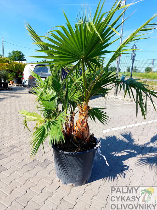 Washingtonia Robusta multikmeň 60-80cm