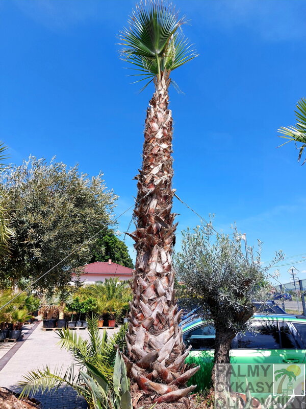 Washingtonia Robusta kmeň 400cm+