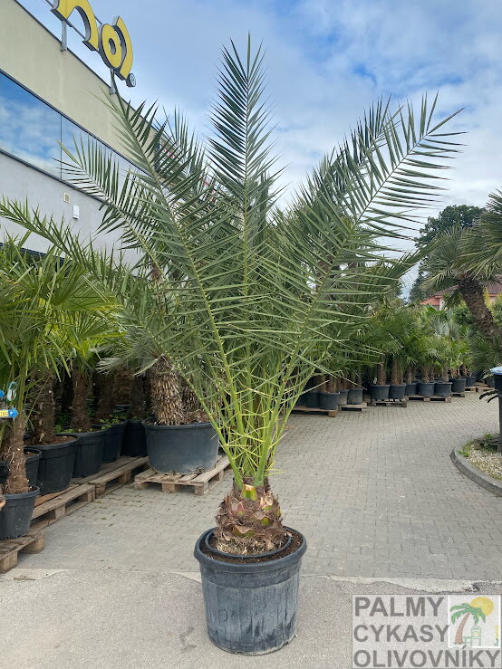 Phoenix Canariensis 70L