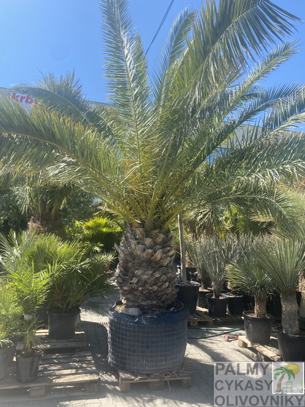 Phoenix Canariensis 100cm