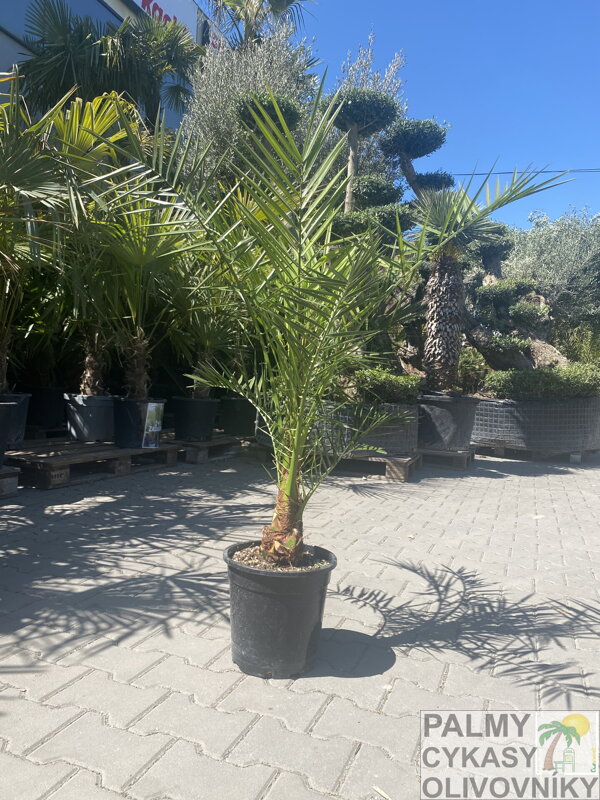 Phoenix Canariensis 10L