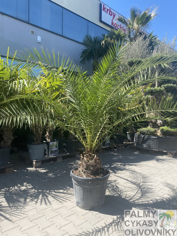 Phoenix Canariensis 25L