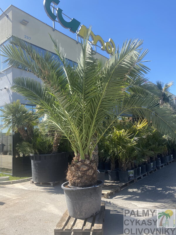 Phoenix Canariensis 60cm